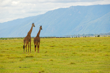 Naklejka na ściany i meble Para żyraf w sawanny, w pobliżu jeziora Manyara