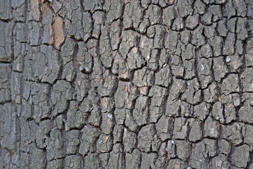 Close up of the chestnut tree bark texture