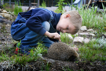 Boy and hedgehog