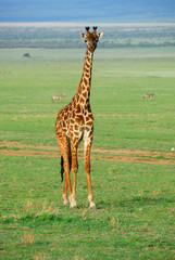 Young giraffe standing in savannah © Oleg Znamenskiy