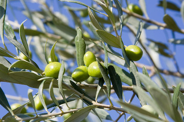 olives verte sur un rameau d'olivier