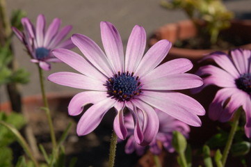 Obraz premium fiore
