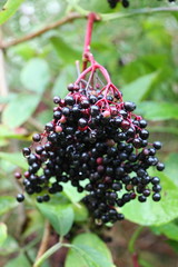 Ripe black elderberry on a tree