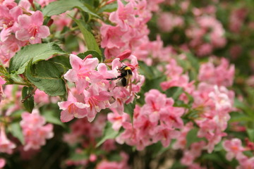 Bee On The Pink Flowers
