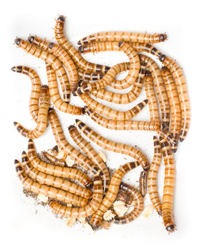 Gruppe von häßlichen Würmern
