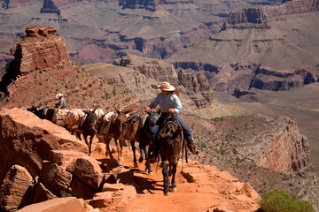 Reiter mit einer Gruppe Maulesel beim Aufstieg im Grand Canyon