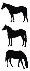 Horses