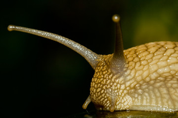 Portrait of a big snail