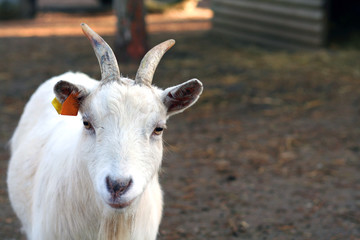 Fototapeta premium Une chèvre blanche