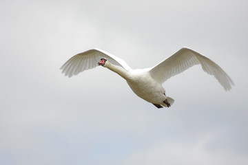 Mute Swan (Cygnus olor) in flight