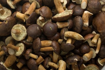 dirty mushrooms straight from polish forest