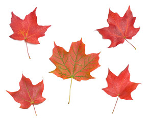 Collection of Autumn Maple Leaves on White Background