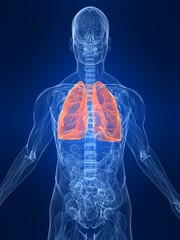menschliche lungen