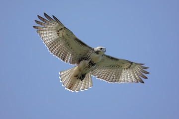 Juvenile Red-tailed Hawk (buteo jamaicensis)