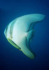 A very close couple of batfish