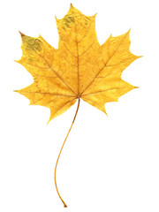 Beautiful autumn leaf on white background