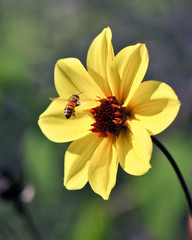 Flying Bee Captured In Flight w/ Yellow Flower Petals