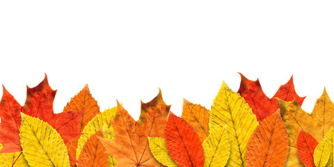 Naklejka na ściany i meble Beautiful autumn leaf on white background