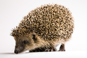 Hedgehog