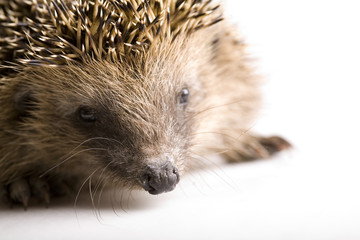 Hedgehog