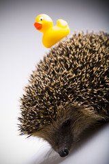 Hedgehog & Duck