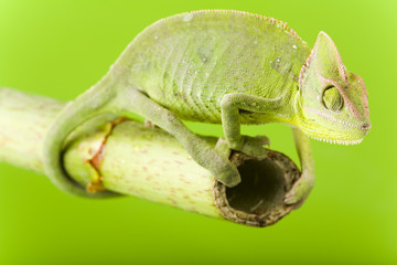 Green chameleon