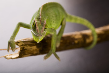 Naklejka premium Chameleon on bamboo