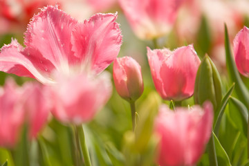 Tulip