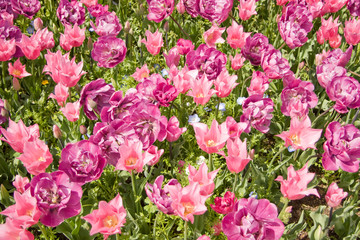 Fototapeta premium Tulip