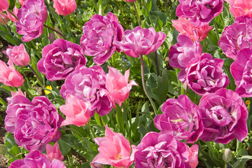 Obraz premium Tulip