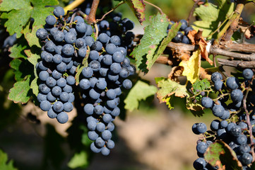 Red grapes in a vineyard on Niagara Peninsula, Canada