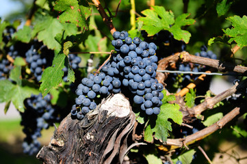 Red grapes in a vineyard on Niagara Peninsula, Canada