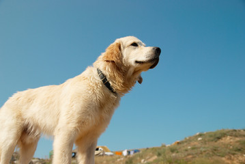 Obraz premium Golden retriever on the coast.
