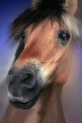 cheval