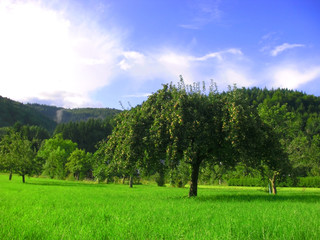 Eine idyllische Wiese, und ein blauer Himmel