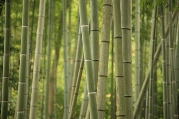 bamboo grove in Kyoto