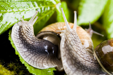 Snails & Leaves