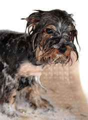 Puppy dog in bath. Pet care