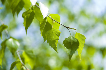 Green leaves
