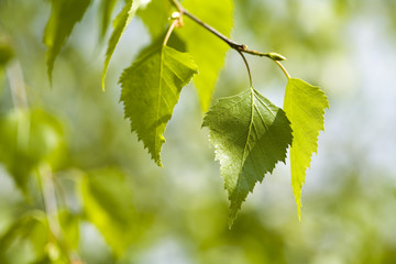 Green leaves