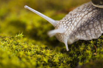 Snail at the garden