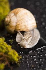 Snail & Shell