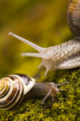 Snails on moss
