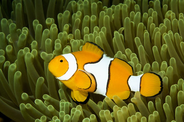 a clown anemonefish, swimming in its anemone, underwater