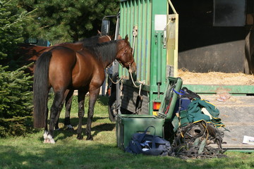 joker, cheval, chevaux, course, casaque, toque, bombe, selle,