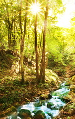 Beautiful small river in forest
