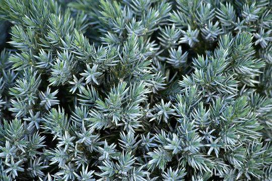 Juniperus squamata - Blue Star