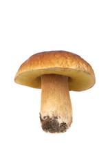 Boletus.