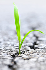 Green grass growing from crack in old asphalt pavement - obrazy, fototapety, plakaty