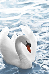 Beautiful white swan with raised wings on blue water